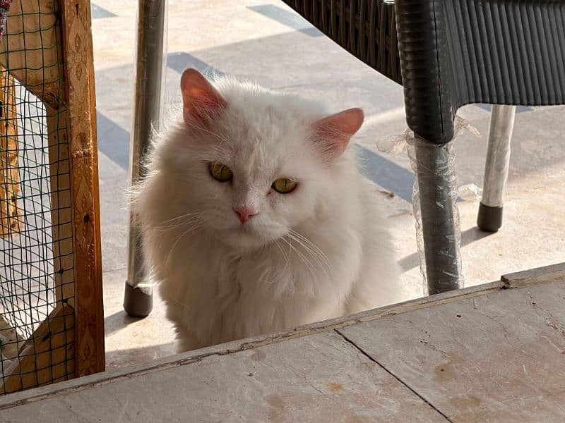 Persian Male Adult Cat 1