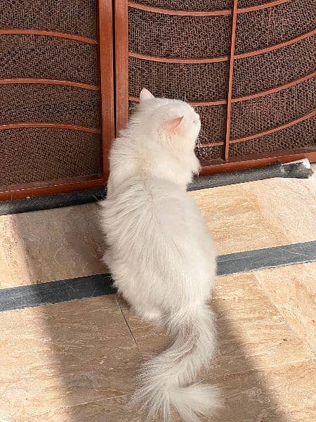 Persian Male Adult Cat 2