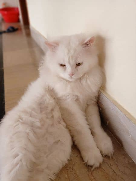Persian Male Adult Cat 3
