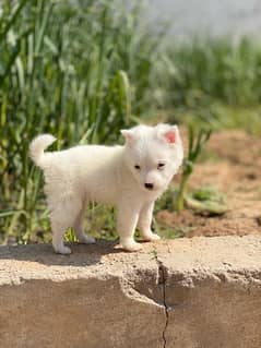 Russian Female puppy