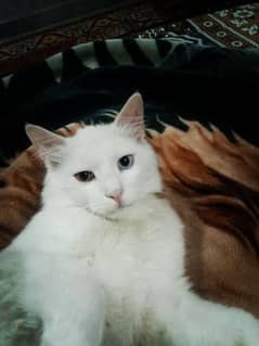 Persian cat tripple coat