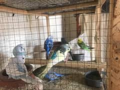 urgent sale breader 4 pairs of budgies parrots