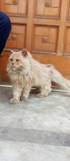 Persian cats / kittens for sale 16