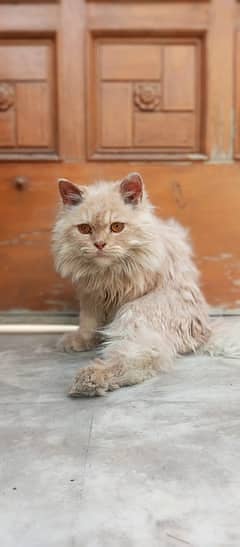 Persian cats / kittens for sale 18
