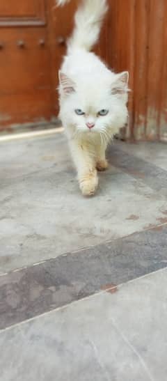 Persian cats / kittens for sale 7
