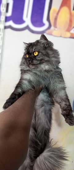 Persian cats / kittens for sale 16