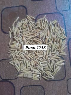 Rice Seed Pusa 1718 & Kainat Basmati 1509