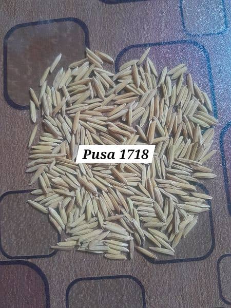 Rice Seed Pusa 1718 & Kainat Basmati 1509 0