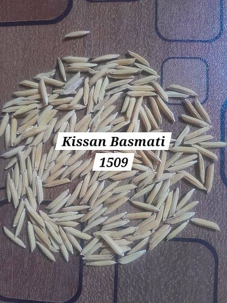 Rice Seed Pusa 1718 & Kainat Basmati 1509 1