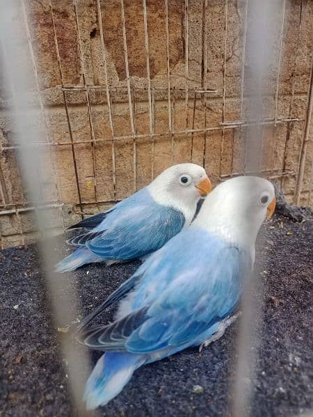 some love birds pathy looking for a new shelter age 4 months. 0