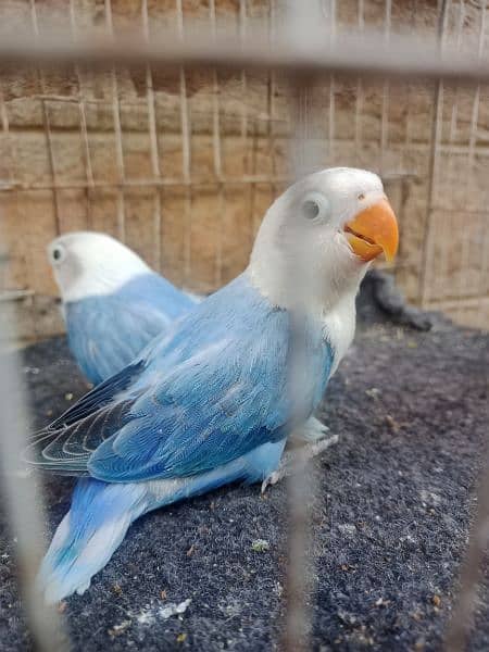 some love birds pathy looking for a new shelter age 4 months. 2