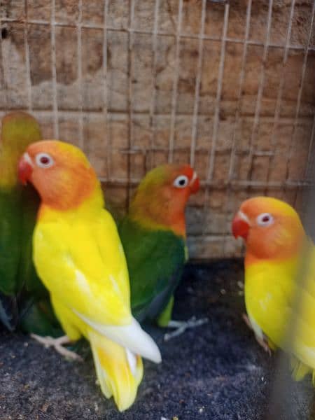some love birds pathy looking for a new shelter age 4 months. 4