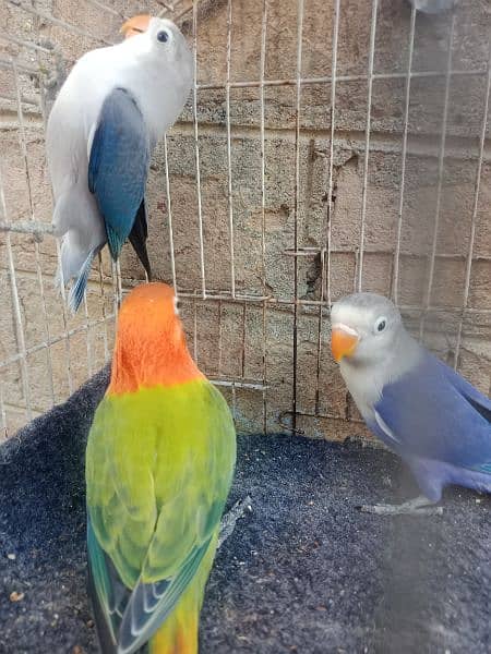 some love birds pathy looking for a new shelter age 4 months. 9
