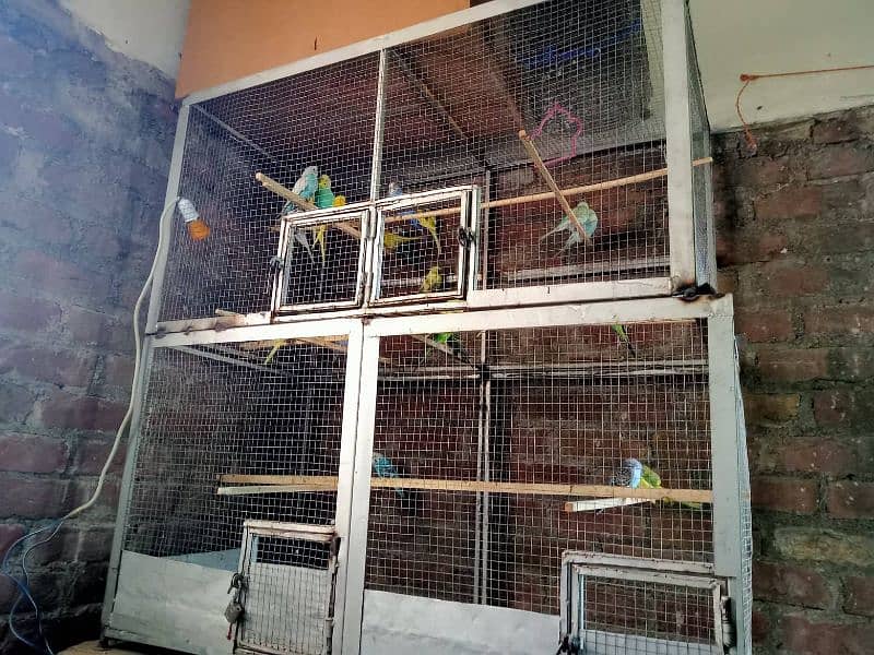 Birds Cage 3