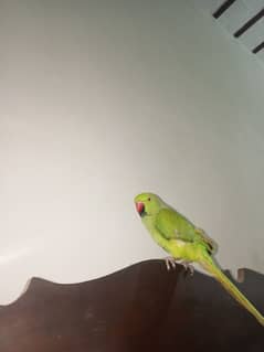 Green ringneck parrot