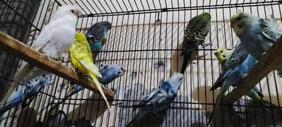 Under Exe Budgies Parrots, King Size and Hogo Pairs for Sale