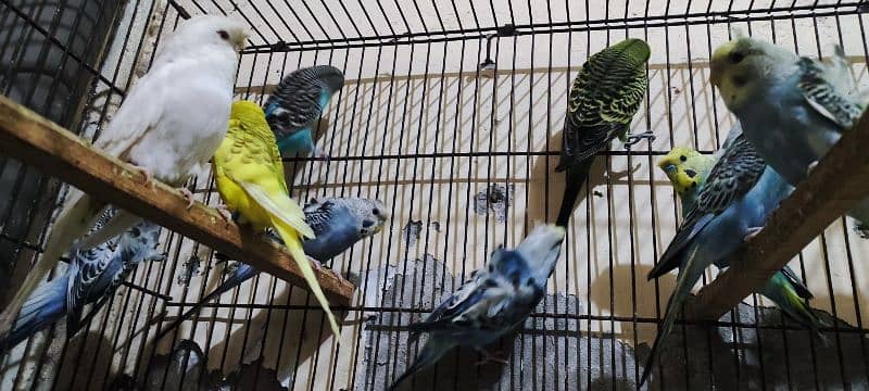 Under Exe Budgies Parrots, King Size and Hogo Pairs for Sale 0