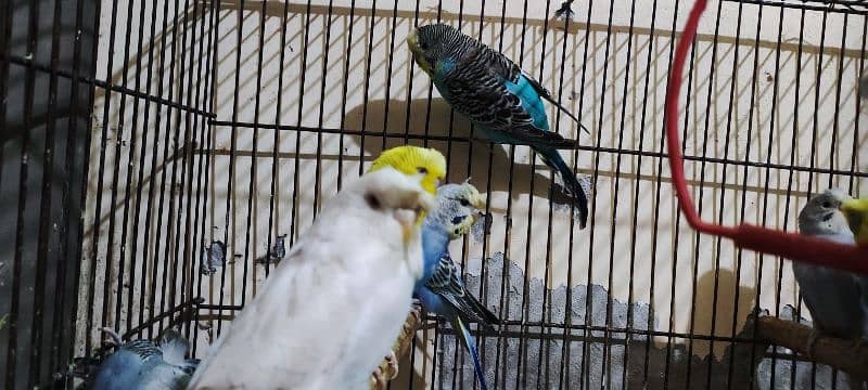 Under Exe Budgies Parrots, King Size and Hogo Pairs for Sale 1