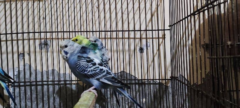 Under Exe Budgies Parrots, King Size and Hogo Pairs for Sale 2