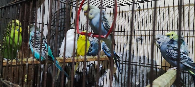 Under Exe Budgies Parrots, King Size and Hogo Pairs for Sale 3