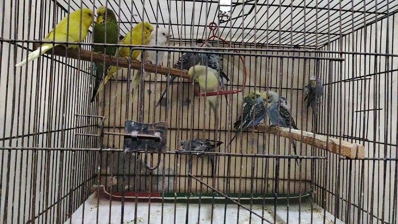 Under Exe Budgies Parrots, King Size and Hogo Pairs for Sale 4