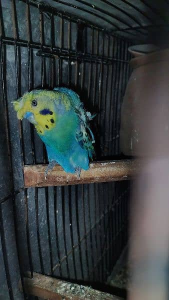 Under Exe Budgies Parrots, King Size and Hogo Pairs for Sale 6