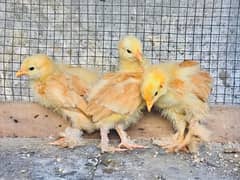Golden Heavy Buff Chicks