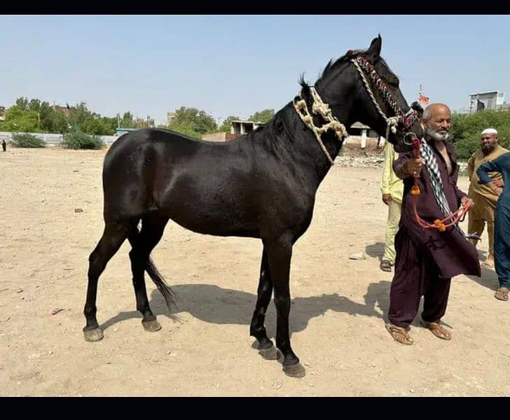 black colt mushka wachera 0