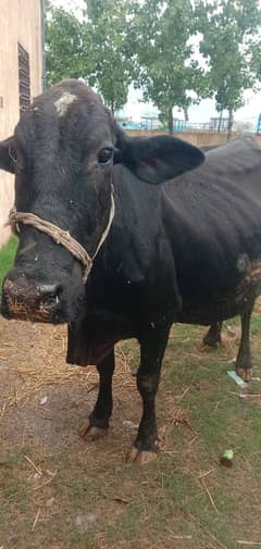 jersey friesian cross / dodh wali / cow for sale