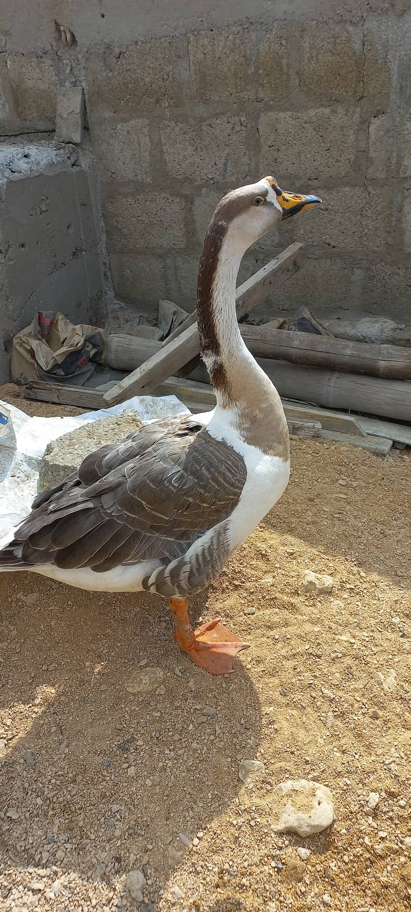 Very Beautiful & Healthy Hans Duck Pairs For Sell 10