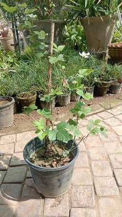 Imported and Special rasberry plants available in paradise nursery.
