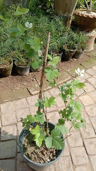 Imported and Special rasberry plants available in paradise nursery. 1
