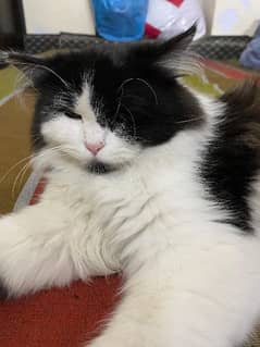 persian cat white and black