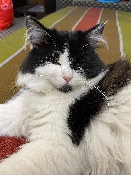 persian cat white and black 1