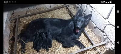 Black shepherd puppy 40 days