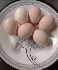 ayam cemani grey tongue eggs 199 cheks 1000 pair 14500