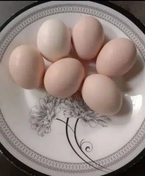 ayam cemani grey tongue eggs 300 cheks 1000 pair 14500 0