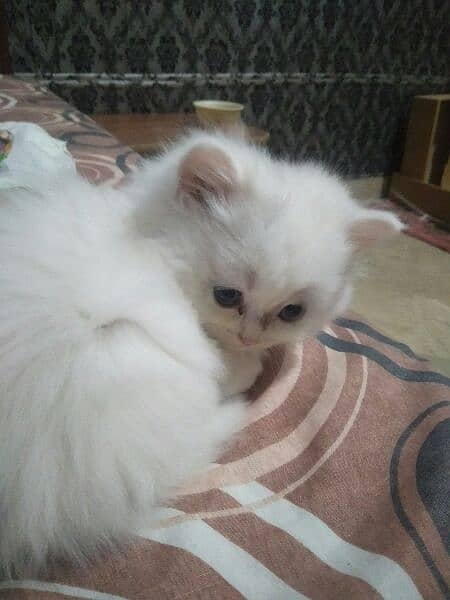 pure persian kitten 3
