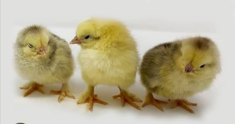 light columbian brahma chicks  for sale 3