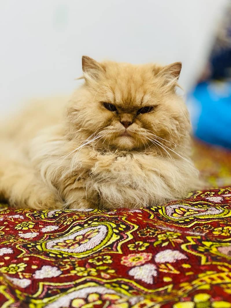 Brownie Persian Cat 0