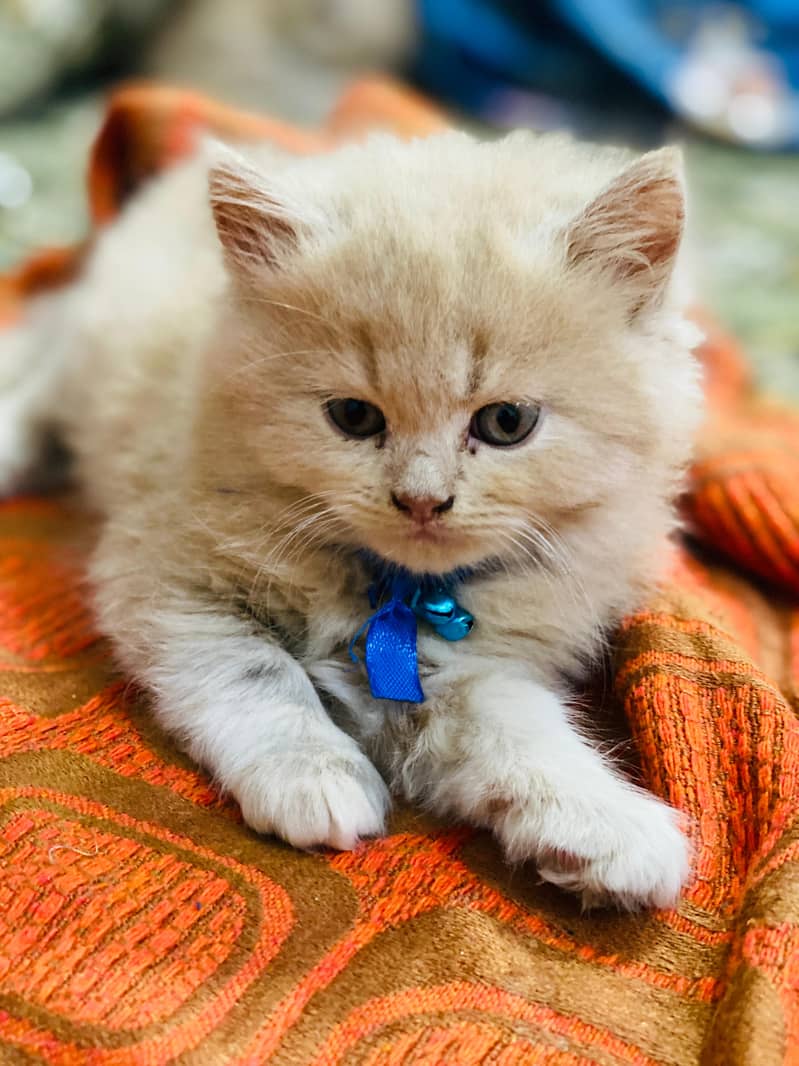 triple coat Persian cat 1