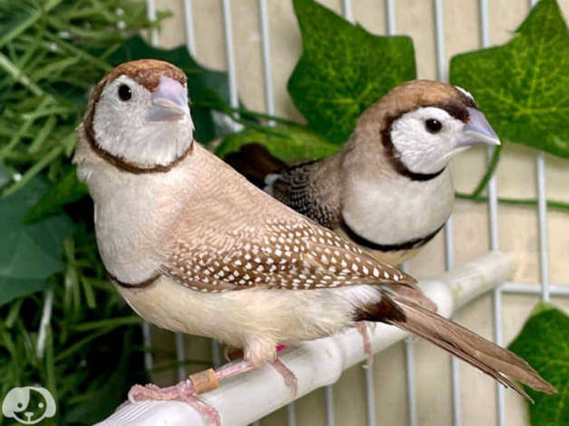 Cage Bird Finches 11