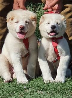 king alabai pair breed securty dog 2month for sale