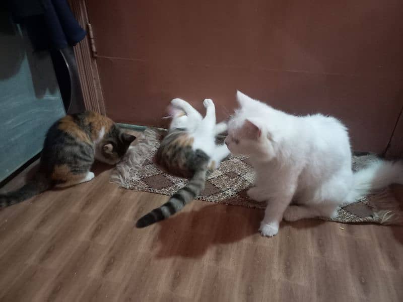 Turkish Angoora kittens for sale 0