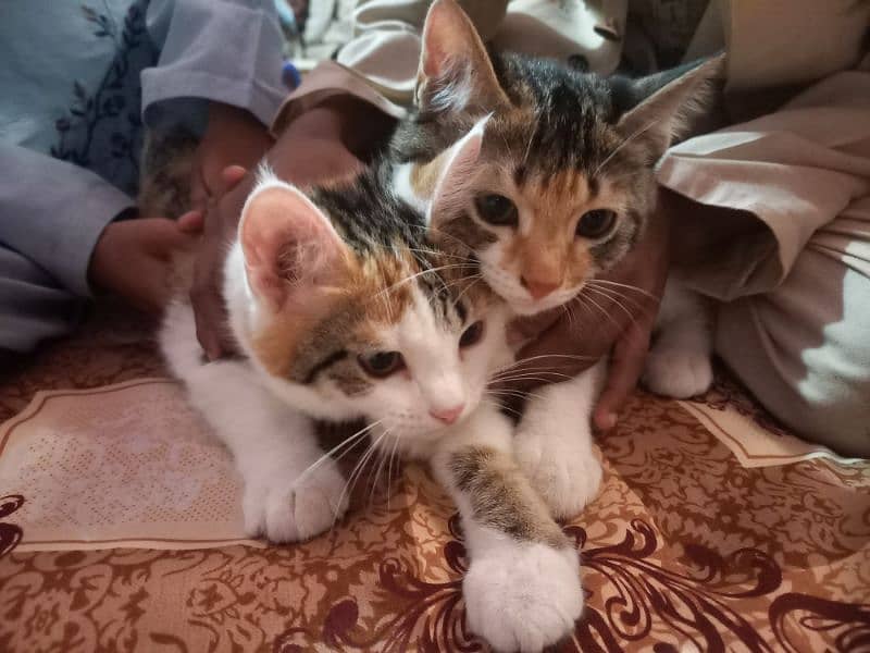 Turkish Angoora kittens for sale 3