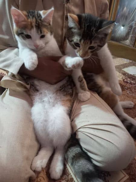 Turkish Angoora kittens for sale 6