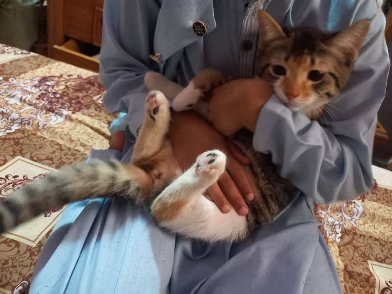 Turkish Angoora kittens for sale 7