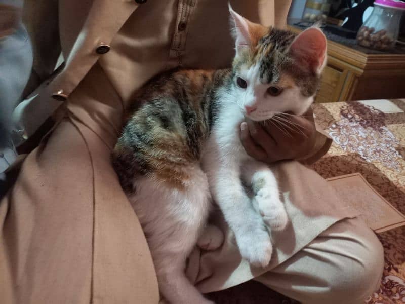 Turkish Angoora kittens for sale 8
