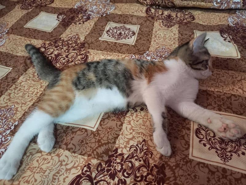 Turkish Angoora kittens for sale 9