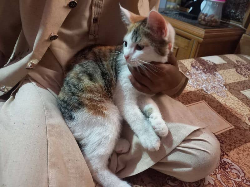 Turkish Angoora kittens for sale 11